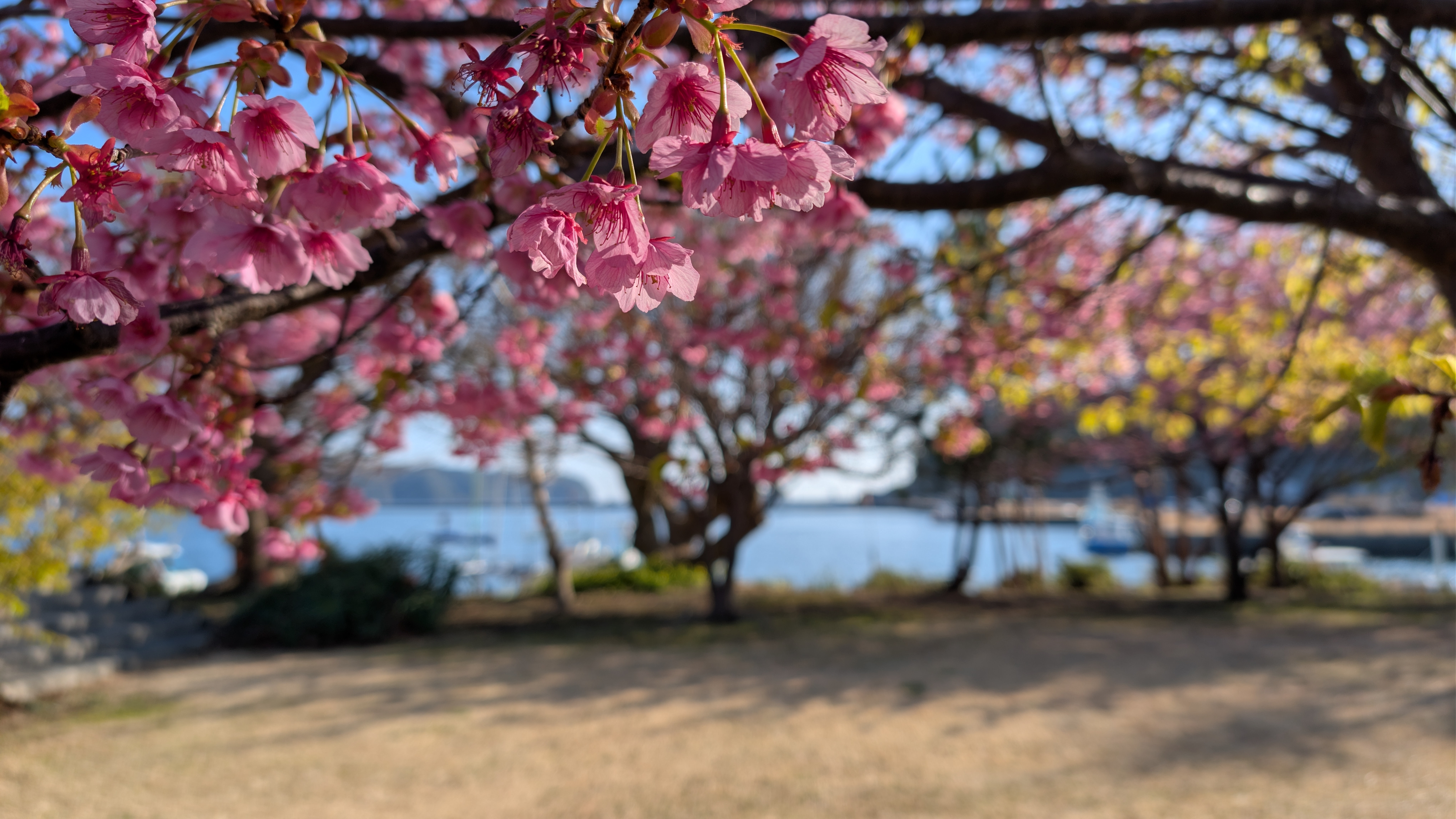 下田港の桜を撮りました